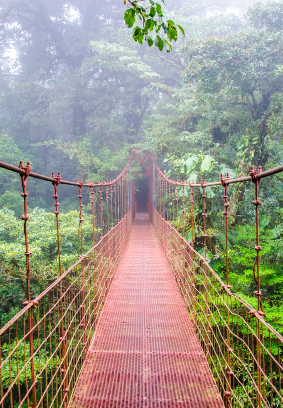 Bridge,In,Rainforest,-,Costa,Rica,-,Monteverde